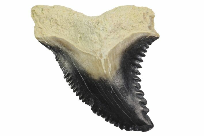Fossil Shark Tooth (Hemipristis) - Bone Valley, Florida #145126